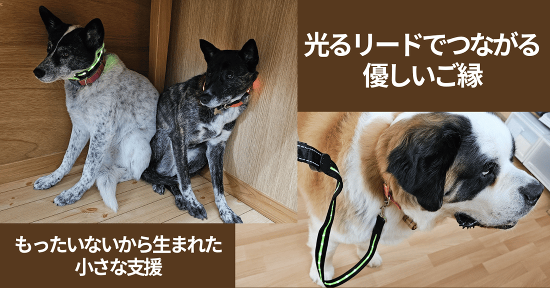 🐾 訳ありでも無駄にしない。光るドッグリードを「ペッツ・フォー・ライフ・ジャパン」へ寄付しました
