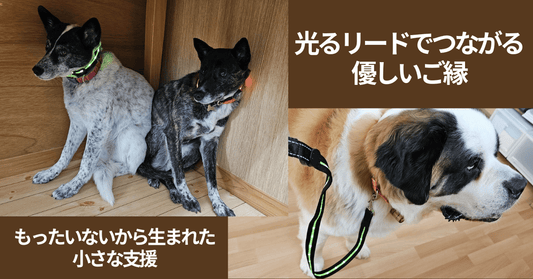 🐾 訳ありでも無駄にしない。光るドッグリードを「ペッツ・フォー・ライフ・ジャパン」へ寄付しました
