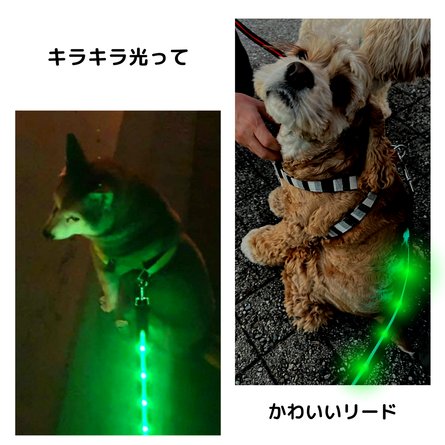 【新モデル】犬 リード led 光る 充電式 ライト ドッグリード 1.2m 小型犬 中型犬 大型犬 送料無料 メール便 即日発送 ペット用品 全長全面ライト付き 夜間 安全対策  TERUI Lights